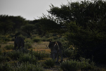 lioness in the savannah, Animal of africa