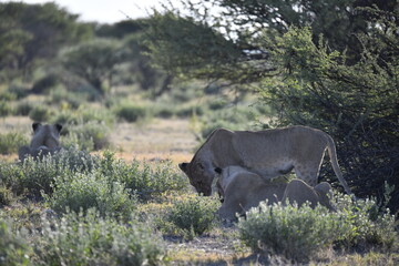 lioness in the savannah, Animal of africa