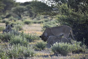 lioness in the savannah, Animal of africa
