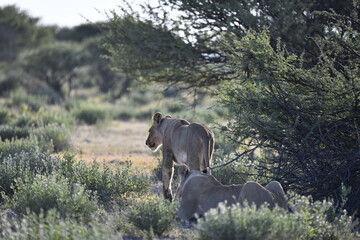 lioness in the savannah, Animal of africa