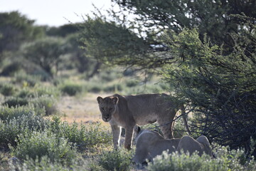 lioness in the savannah, Animal of africa