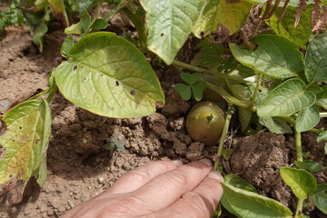 man hand sets aside potato growing land, harvesting potatoes in vegetable garden