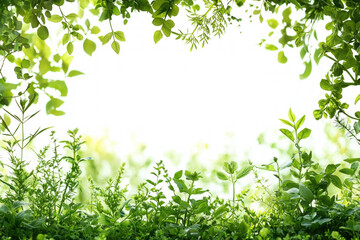 Obraz premium A calming herbal background featuring various plants and herbs, ideal for wellness themes.