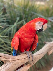 scarlet macaw parrot