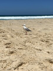 seagull on the beach