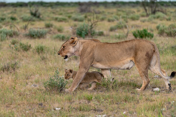 Naklejka premium Lion Family with Cubs – African Wildlife - Animal of Africa
