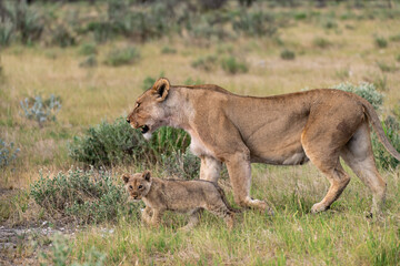 Lion Family with Cubs – African Wildlife - Animal of Africa