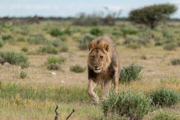 Lion Family with Cubs – African Wildlife - Animal of Africa