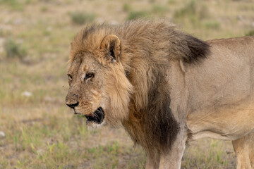 Lion Family with Cubs – African Wildlife - Animal of Africa