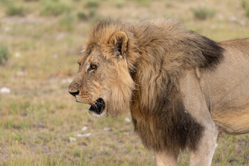 Lion Family with Cubs – African Wildlife - Animal of Africa