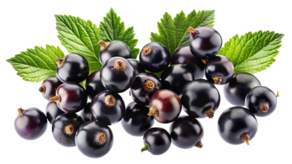 A Delicious Cluster of Fresh Black Currants with Lush Green Leaves