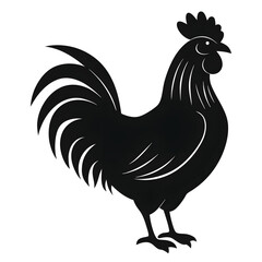 rooster isolated on white background