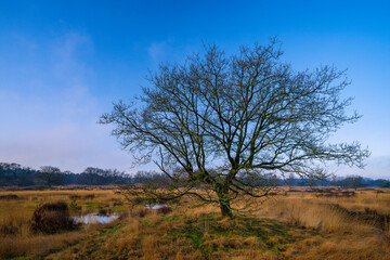 De Loonse en Drunense Duinen - Niederlande