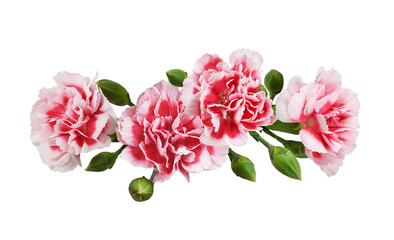 Red and white carnation flowers in a line floral arrangement isolated on white or transparent...