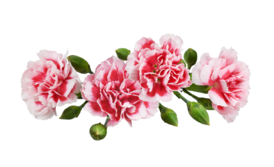 Red and white carnation flowers in a line floral arrangement isolated on white or transparent background