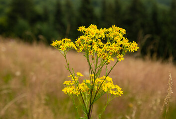 yellow flowers in the meadow