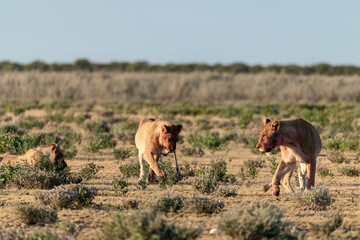 Lion Family with Cubs – African Wildlife - Animal of Africa