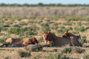 Lion Family with Cubs – African Wildlife - Animal of Africa