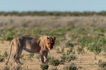 Lion Family with Cubs – African Wildlife - Animal of Africa