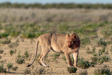 Lion Family with Cubs – African Wildlife - Animal of Africa
