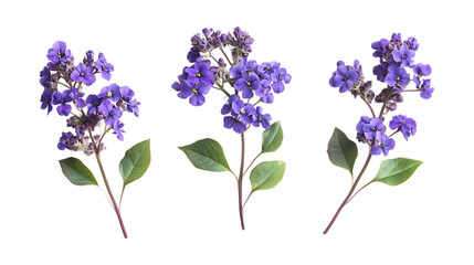 Obraz premium Pack of Heliotrope set of Three Different Poses set Against Transparent Background for Floral Branding, Garden Promotion, or Nature Design Projects