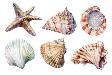 Obraz premium Realistic watercolor illustration of starfish and various seashells with detailed natural textures.