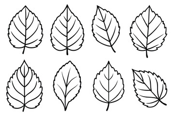 Linden Leaf Line Art Elegant Design for Nature Illustration 