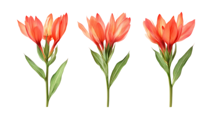 Pack of Paintbrush set of Three Different Poses set Against Transparent Background for Floral Branding, Garden Promotion, or Nature Design Projects