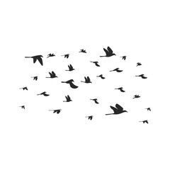 Flock Of Bird Illustration