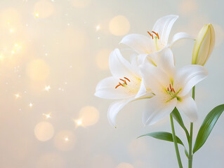 Fototapeta premium white lilies on cream,
