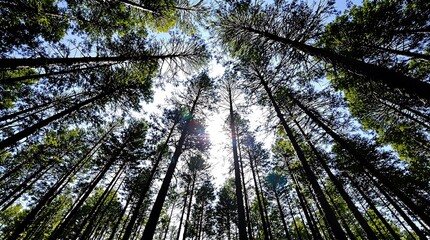 Fototapeta premium Tranquil Forest Canopy View with Sunlight Streaming Through Tall Trees