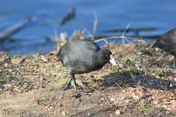 オオバンの優雅な足取り
