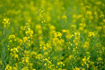 Obraz premium Rapeseed flowers in full bloom in the rural fields in spring