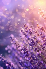 Fototapeta premium Dreamy summer lavender field with glittering bokeh effect in warm sunrise light. Purple summer background. Bokeh effect. Vertical banner. Copy space
