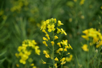 Rapeseed flowers in full bloom in the rural fields in spring






















