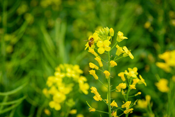 Rapeseed flowers in full bloom in the rural fields in spring






















