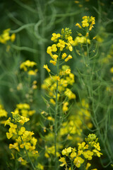 Rapeseed flowers in full bloom in the rural fields in spring






















