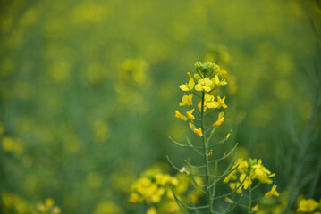 Rapeseed flowers in full bloom in the rural fields in spring






















