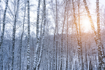 Birch grove after a snowfall on a winter. Sunlight breaking through the branches.