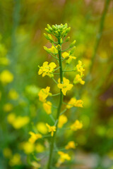 Rapeseed flowers in full bloom in the rural fields in spring






















