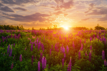 Sunset on a field with purple lupines in springtime.