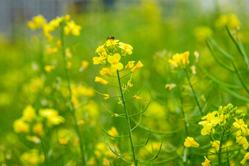 Rapeseed flowers in full bloom in the rural fields in spring






















