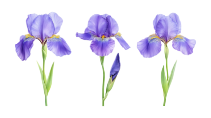 Pack of Iris set of Three Different Poses set Against Transparent Background for Floral Design, Garden Promotion, or Nature Projects