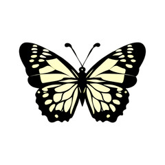 butterfly on white background