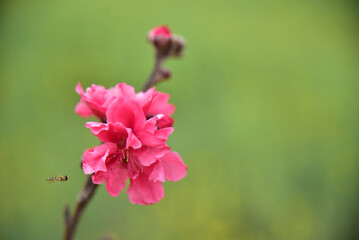 Fototapeta premium Pink peach blossoms blooming and bees collecting nectar in a rural countryside in spring. 