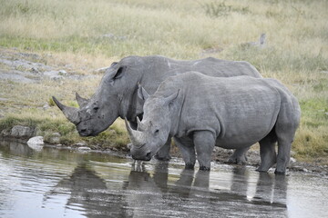 Fototapeta premium Gentle Giant Grazing – White Rhino – Animal of Africa