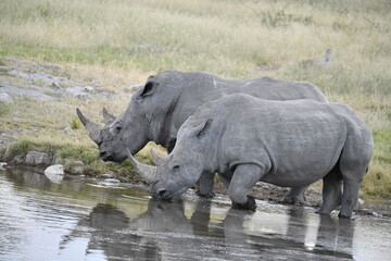 Fototapeta premium Gentle Giant Grazing – White Rhino – Animal of Africa