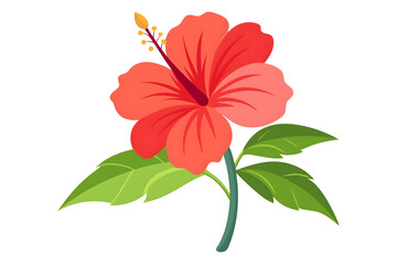 red hibiscus flower