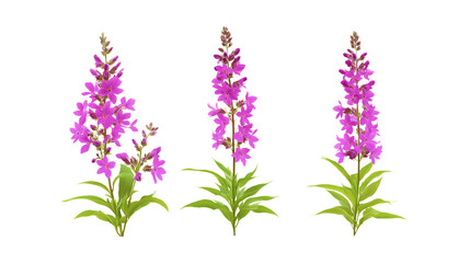 Fototapeta premium Pack of Loosestrife set of Three Different Poses set Against Transparent Background for Floral, Garden, or Nature Promotion Projects
