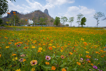 
The beauty of yellow and orange cosmos flowers on a sunny day early in the year in a garden in Lopburi province.